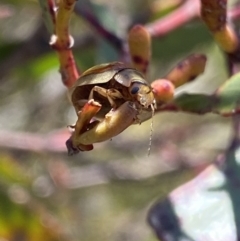 Paropsisterna hectica at Wog Wog, NSW - 28 Sep 2023