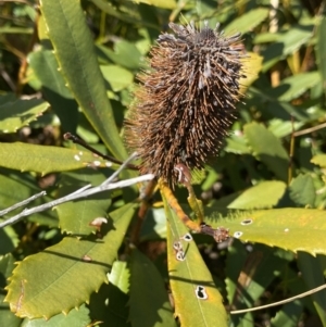 Banksia paludosa at Wog Wog, NSW - 28 Sep 2023