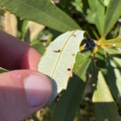 Banksia paludosa at Wog Wog, NSW - 28 Sep 2023