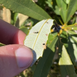 Banksia paludosa at Wog Wog, NSW - 28 Sep 2023 12:47 PM