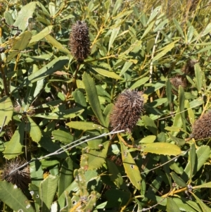 Banksia paludosa at Wog Wog, NSW - 28 Sep 2023