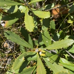 Banksia paludosa at Wog Wog, NSW - 28 Sep 2023