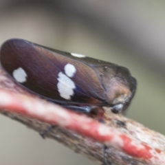 Eurymela distincta at Bobundara, NSW - 27 Sep 2023