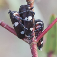 Eurymela distincta at Bobundara, NSW - 27 Sep 2023 04:01 PM