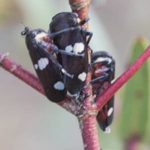 Eurymela distincta at Bobundara, NSW - 27 Sep 2023
