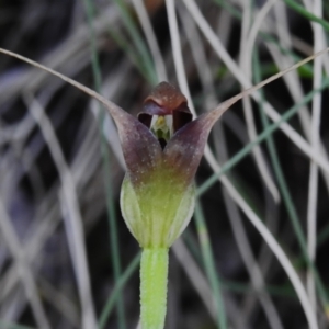 Pterostylis pedunculata at Paddys River, ACT - 29 Sep 2023