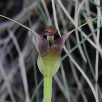 Pterostylis pedunculata (Maroonhood) at Tidbinbilla Nature Reserve - 29 Sep 2023 by JohnBundock