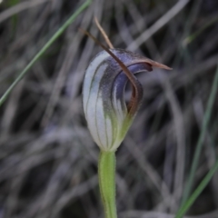 Pterostylis pedunculata at Paddys River, ACT - 29 Sep 2023