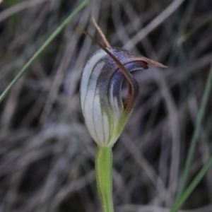 Pterostylis pedunculata at Paddys River, ACT - 29 Sep 2023