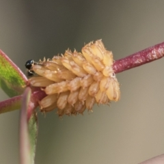 Paropsis atomaria (Eucalyptus leaf beetle) at Bobundara, NSW - 27 Sep 2023 by AlisonMilton