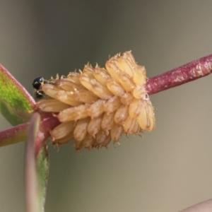 Paropsis atomaria at Bobundara, NSW - 27 Sep 2023