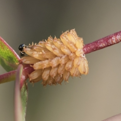 Paropsis atomaria (Eucalyptus leaf beetle) at Bobundara, NSW - 27 Sep 2023 by AlisonMilton