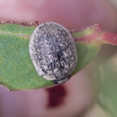 Trachymela sp. (genus) (Brown button beetle) at Bobundara, NSW - 27 Sep 2023 by AlisonMilton