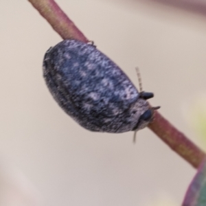 Trachymela sp. (genus) at Bobundara, NSW - 27 Sep 2023