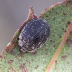 Trachymela sp. (genus) at Bobundara, NSW - 27 Sep 2023