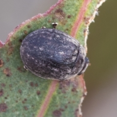 Trachymela sp. (genus) at Bobundara, NSW - 27 Sep 2023
