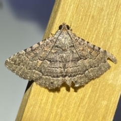 Diatenes aglossoides (An Erebid Moth) at QPRC LGA - 29 Sep 2023 by Steve_Bok
