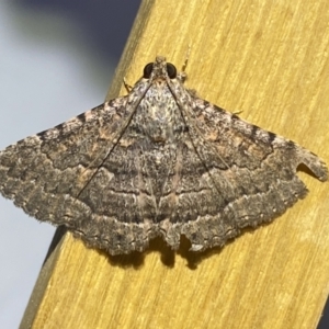 Diatenes aglossoides at Jerrabomberra, NSW - suppressed