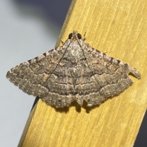 Diatenes aglossoides at Jerrabomberra, NSW - suppressed