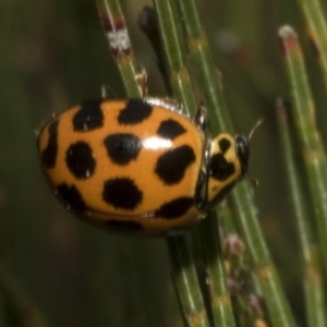 Harmonia conformis at Bombala, NSW - 27 Sep 2023