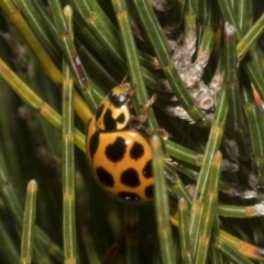 Harmonia conformis at Bombala, NSW - 27 Sep 2023