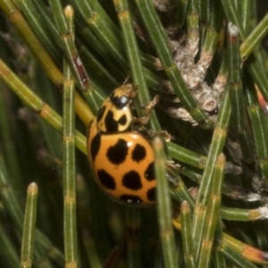 Harmonia conformis at Bombala, NSW - 27 Sep 2023 01:31 PM