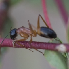 Camponotus consobrinus (Banded sugar ant) at Bobundara, NSW - 27 Sep 2023 by AlisonMilton