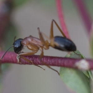 Camponotus consobrinus at Bobundara, NSW - 27 Sep 2023
