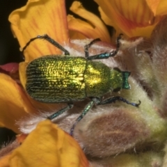 Diphucephala sp. (genus) (Green Scarab Beetle) at Bombala, NSW - 27 Sep 2023 by AlisonMilton