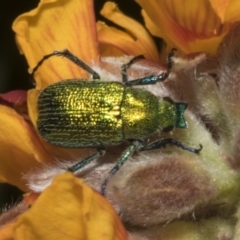 Diphucephala elegans (Green scarab beetle) at Bombala, NSW - 27 Sep 2023 by AlisonMilton