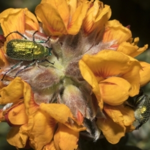 Diphucephala elegans at Bombala, NSW - 27 Sep 2023