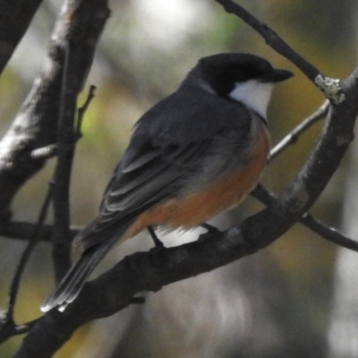 Pachycephala rufiventris (Rufous Whistler) at Tidbinbilla Nature Reserve - 29 Sep 2023 by JohnBundock