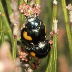 Orcus bilunulatus (Ladybird beetle) at Bombala, NSW - 27 Sep 2023 by AlisonMilton