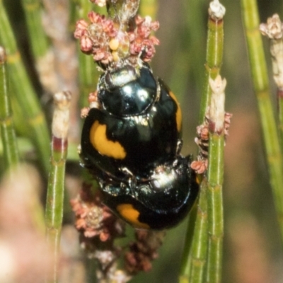 Orcus bilunulatus (Ladybird beetle) at Endeavour Reserve (Bombala) - 27 Sep 2023 by AlisonMilton