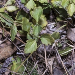 Veronica plebeia (Trailing Speedwell, Creeping Speedwell) at Meringo Nature Reserve - 27 Sep 2023 by AlisonMilton