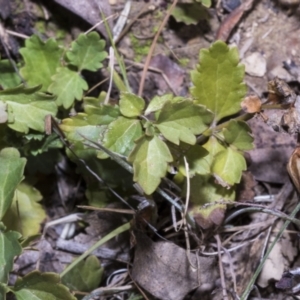 Veronica plebeia at Merriangaah, NSW - 27 Sep 2023