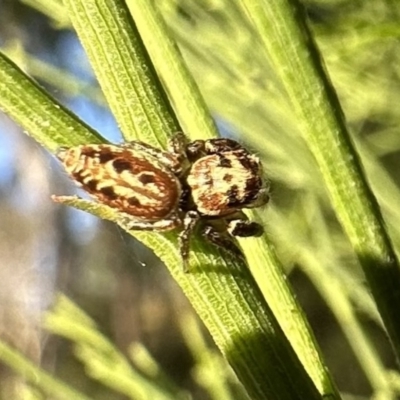 Opisthoncus serratofasciatus (Chevronned jumper) at Mount Ainslie - 27 Sep 2023 by Pirom