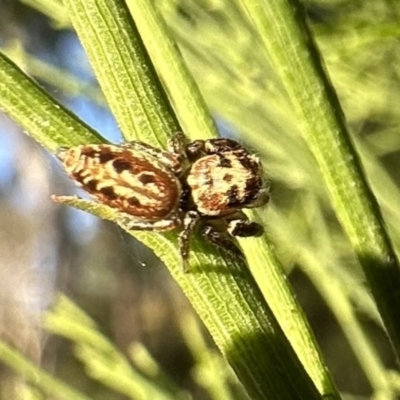 Opisthoncus serratofasciatus (Chevronned jumper) at Ainslie, ACT - 27 Sep 2023 by Pirom