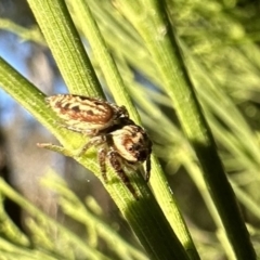 Opisthoncus serratofasciatus at Ainslie, ACT - 27 Sep 2023 04:34 PM