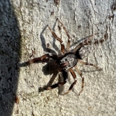 Arasia mollicoma (Flat-white Jumping Spider) at Ainslie, ACT - 27 Sep 2023 by Pirom