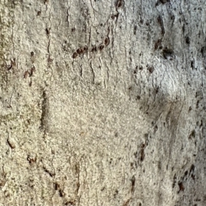 Arasia mollicoma at Ainslie, ACT - 27 Sep 2023