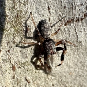 Arasia mollicoma at Ainslie, ACT - 27 Sep 2023