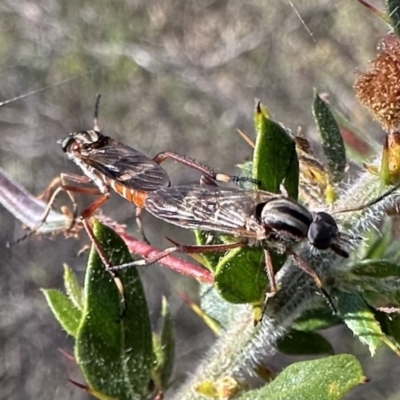 Ectinorhynchus sp. (genus) (A Stiletto Fly) at Mount Ainslie - 27 Sep 2023 by Pirom