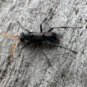 Fabriogenia sp. (genus) at Ainslie, ACT - 27 Sep 2023