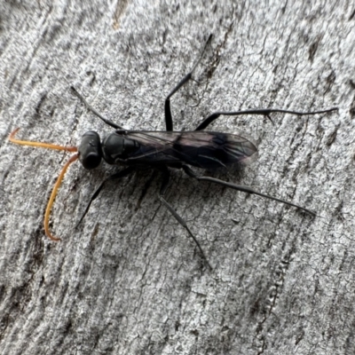 Fabriogenia sp. (genus) (Spider wasp) at Corroboree Park - 27 Sep 2023 by Pirom
