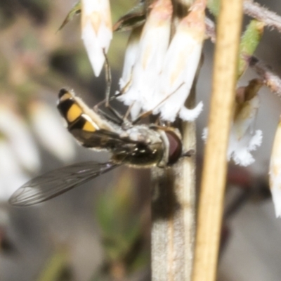 Syrphini (tribe) (Unidentified syrphine hover fly) at Meringo Nature Reserve - 27 Sep 2023 by AlisonMilton