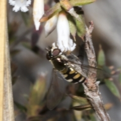 Syrphini sp. (tribe) at Merriangaah, NSW - 27 Sep 2023