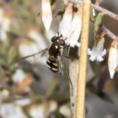 Syrphini sp. (tribe) at Merriangaah, NSW - 27 Sep 2023