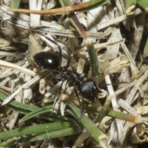 Notoncus ectatommoides at Merriangaah, NSW - 27 Sep 2023