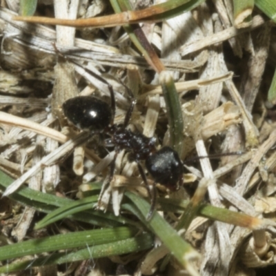Notoncus ectatommoides (A native ant) at Merriangaah, NSW - 27 Sep 2023 by AlisonMilton